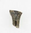 Rooted Leptoceratops Tooth - Montana #30504-2